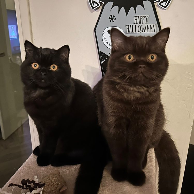 WhatsApp Image 2025-05-08 at 20.03.55 (2)