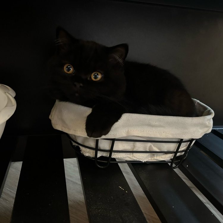 WhatsApp Image 2025-05-08 at 20.03.55 (4)