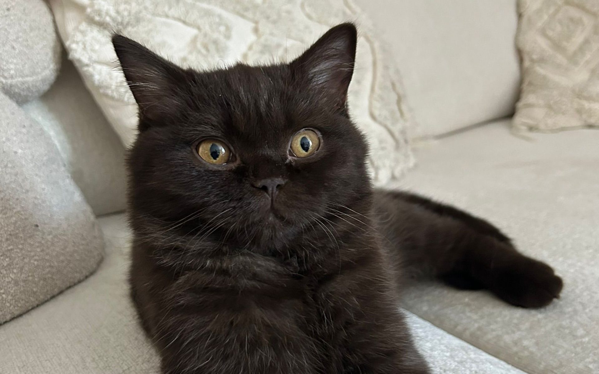 WhatsApp Image 2025-05-08 at 20.07.19