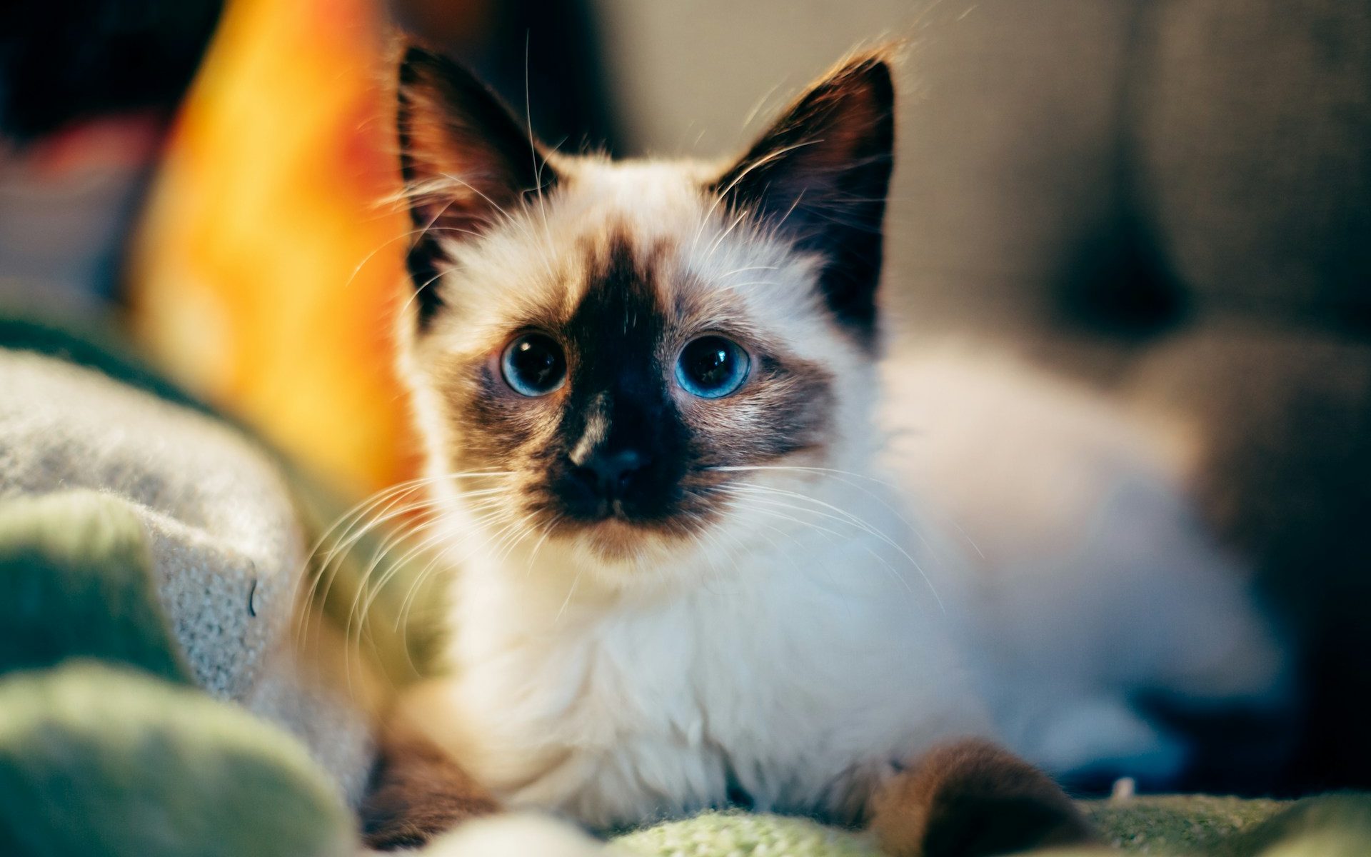 nirzar-pangarkar-sDpmnfv-KRk-unsplash nirzar-pangarkar-sDpmnfv-KRk-unsplash